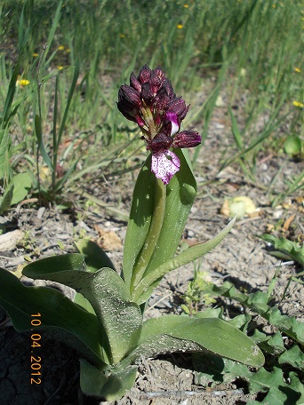 identificazione orchidea che ha invaso uliveto